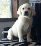 AKC Reg Labrador Retriever Puppies