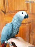 Talking Pair of African Grey Parrots for Adoption