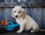 Cute Golden Retriever Puppies To Good Homes.