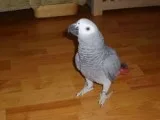 African grey parrot