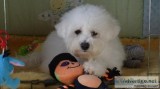 Pedigree Bichon Frise puppies