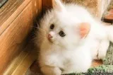 Excellent Turkish angora kitten