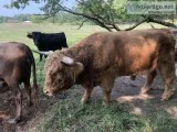Highlander Bull Dexter cows and highlander Dexter calf&rsquos
