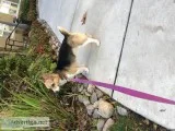 Female Pembroke Corgi