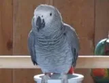 African Grey Talking parrot Hand reared