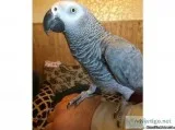 African grey parrot baby 16 mths old
