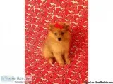 Pomeranian-Caramel - Female