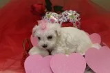 CKC Reg. Malti-poo Female Pup