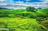 Mountain Hills Munnar