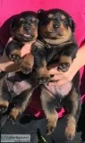 Male Rottweiller Puppy