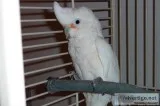 Goffin s Cockatoo Female w Large Bird Cage on Wheels