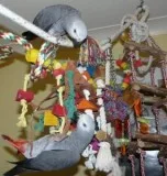 African grey parrots and fertile hatching eggs