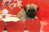 CKC Reg. Malti-tzu Male Puppy