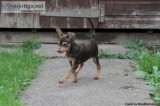 Beautiful Miniature Pinscher Puppies