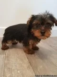 Home raised yorkie puppies