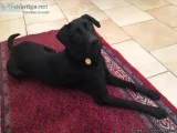 Labrador for a good home free