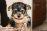 Pure Yorkie Puppies for Sale