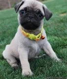 Two Pretty French bulldog puppies available.