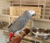 Congo African Greys for Valentine