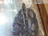 Snakes for sale..Ball Python and Corn snake