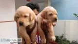 Cute Labrador Puppies for Sale
