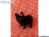 Pomeranian- Betsy - Female