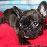French Bulldogs