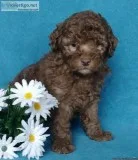 Cookie Male Cockapoo