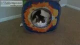 Cat Looking For A Good Home