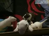 Stunning English Bull Terrier