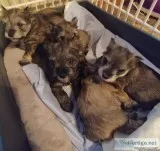 Small mini schnouzers AKC REG