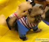 Priceless Pedigree pomerania Puppies Ready For Adoption