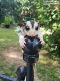 beautiful sugar glider joey