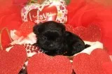 CKC Reg. Malti-tzu Female Pups