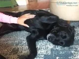 Pet and House sitting services