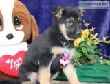 pure breed German shepherd  puppies