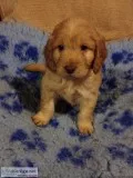 F1 Cockapoo Pups  FN and PRA Clear