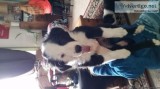 Purebred  border  collie  puppies