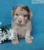 Chocolate Chip Male Cockapoo