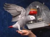Male African Grey Parrots