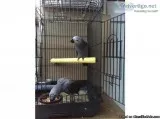 African Grey  with the cage for sale