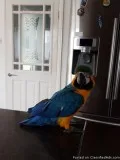 Blue and Gold Macaw Accessories and Cage 678 744 6389