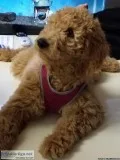F1BB Goldendoodle babies
