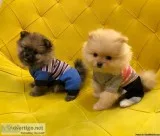 Cute Pomeranian Puppies for addoption