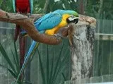 FEMALE BLUE AND GOLD MACAW WITH CAGE FOR SALE
