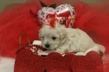 CKC Reg. Shih-poo Female Pups