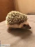 NC Baby Hedgehogs