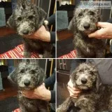 Teddy Bear Schnoodle Puppies