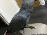 African grey baby