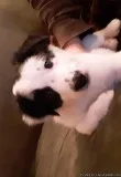 Border Collie pups Ready Now